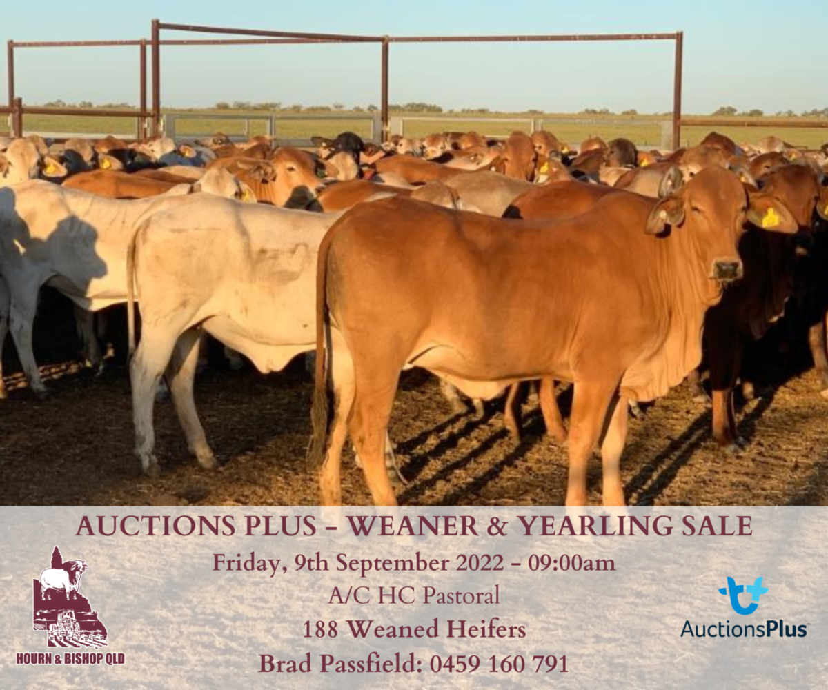 AUCTIONS PLUS 09/09/2022 188 HEIFERS Hourn & Qld