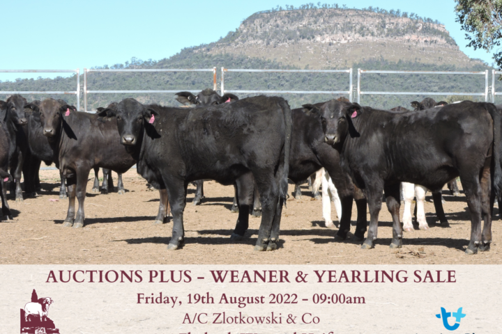 114 weaned heifers