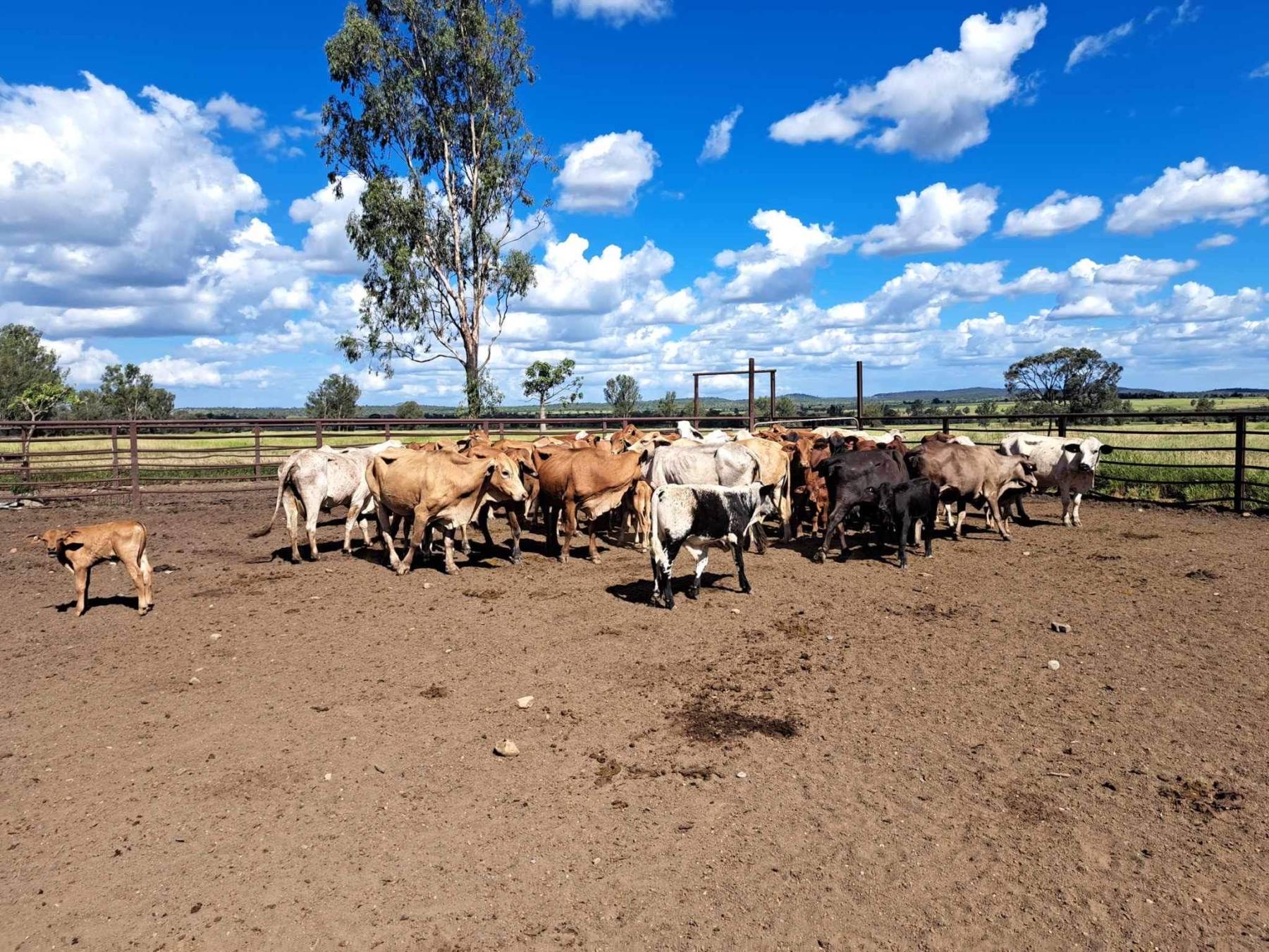 40 x 40 COWS AND CALVES - Hourn & Bishop Qld
