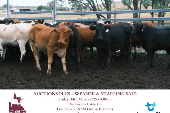 Lot 551 Paraweena 50 future breeders
