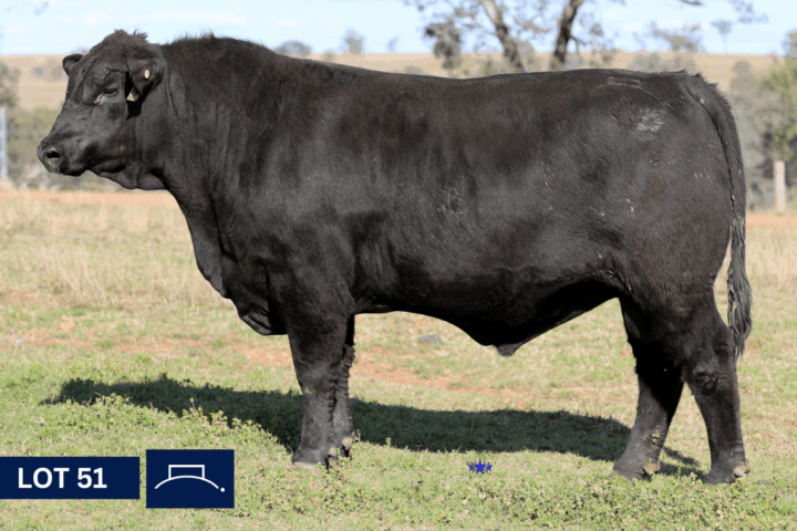 Lot 51
